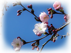 Sakura Tree in Bloom 1
