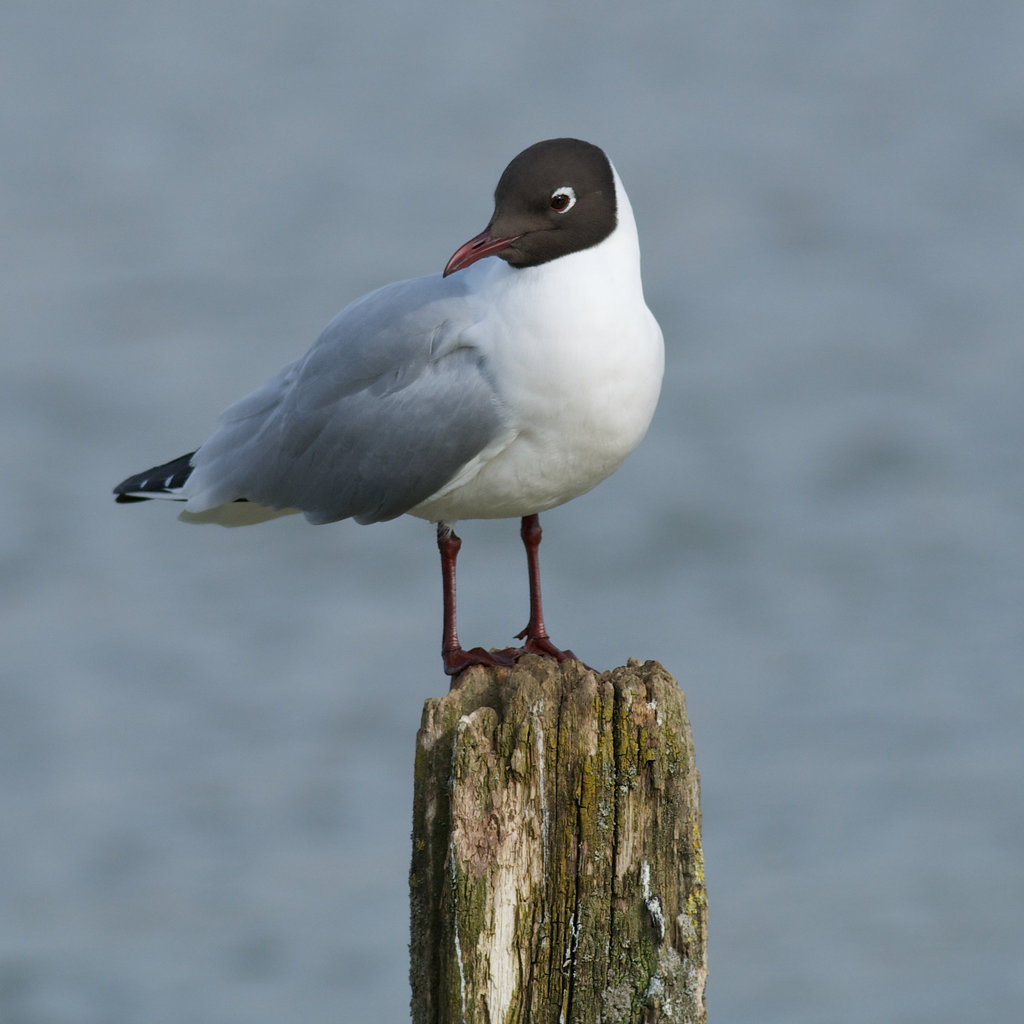 Seagull on a stick