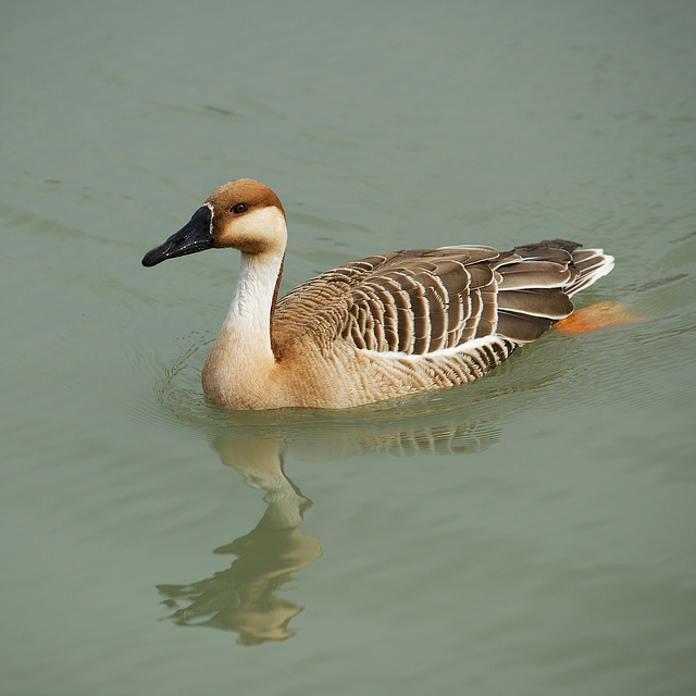 Swan Goose