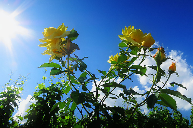 Yellow Roses