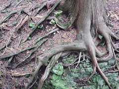 Elora Gorge - clinging on at the edge of the Gorge - Ontario Canada 2008