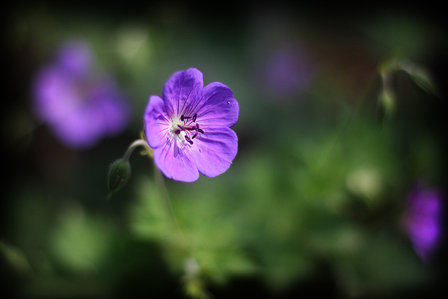 Tiny Flower