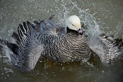 Emperor Goose making a splash!