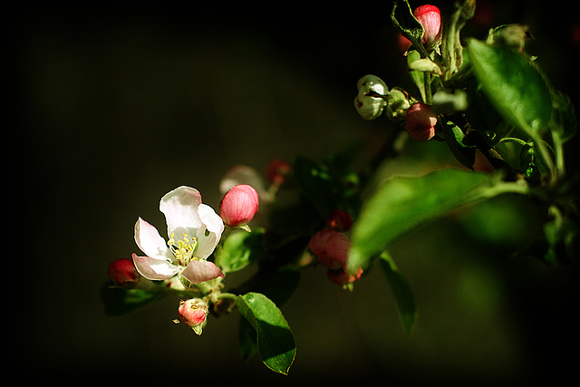 Apple Tree Blossom