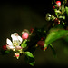 Apple Tree Blossom