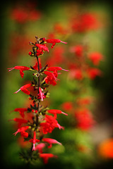 Red & Green