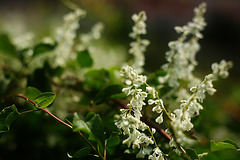 White & Green