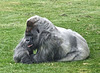 DSCF1851b Longleat's Gorilla 2007