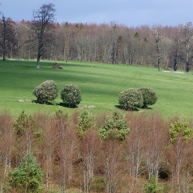 copse