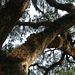 DSCF0011 Squirrel's tree - Carolina 2000