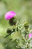 Thistle