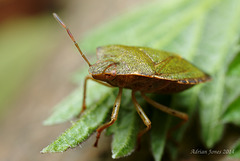 Common Green Shieldbug (Palomena prasina)