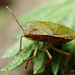 Common Green Shieldbug (Palomena prasina)