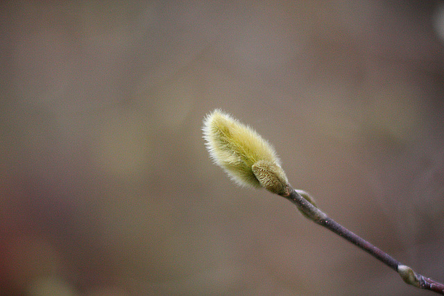 Magnolia Bud in November