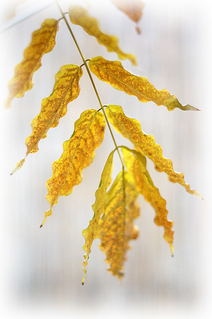 Yellow Leaves