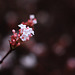 Pink Flowers in Autumn