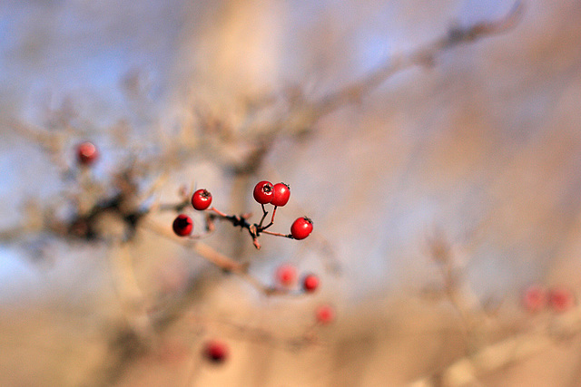 Tiny Red Hips