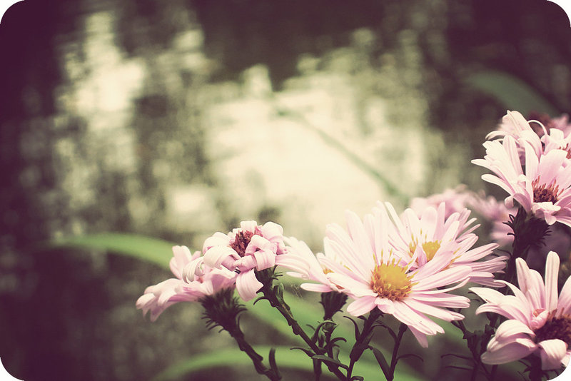 Pink flowers