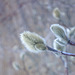 Magnolia Catkins