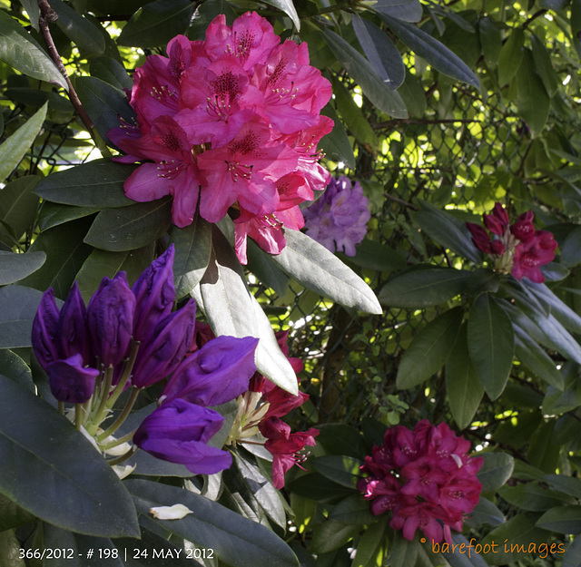 198|366: my rhododendrons come in two different colours
