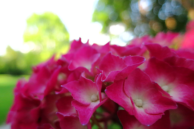 Hydrangea