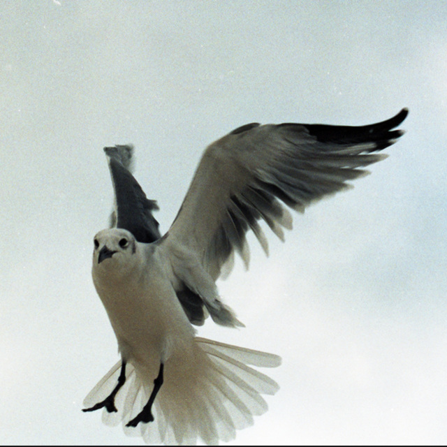 Laughing Gull