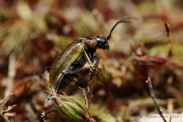 Lochmaea suturalis (Heather Beetle)