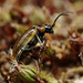 Lochmaea suturalis (Heather Beetle)