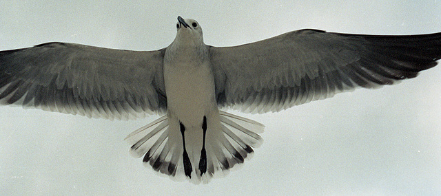 Laughing Gull