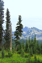 Tatoosh Range