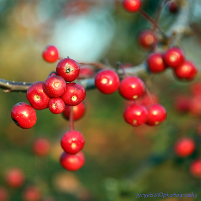 Malus x purpurea