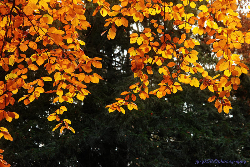 Golden Leaves