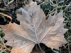 Morning Frost