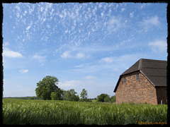 cornfield in early summer