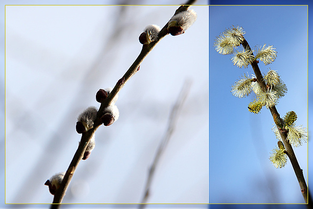 Spring Diptych