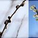 Spring Diptych