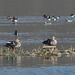 20100323-0510 Indian spot-billed duck