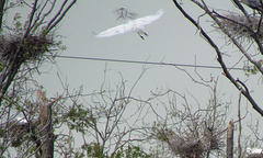 Great Egret Carrying Nesting Material