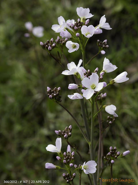 167|2012: Wiesenschaumkraut - cuckoo flower