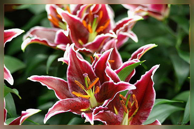 lelies, lentetuin breezand