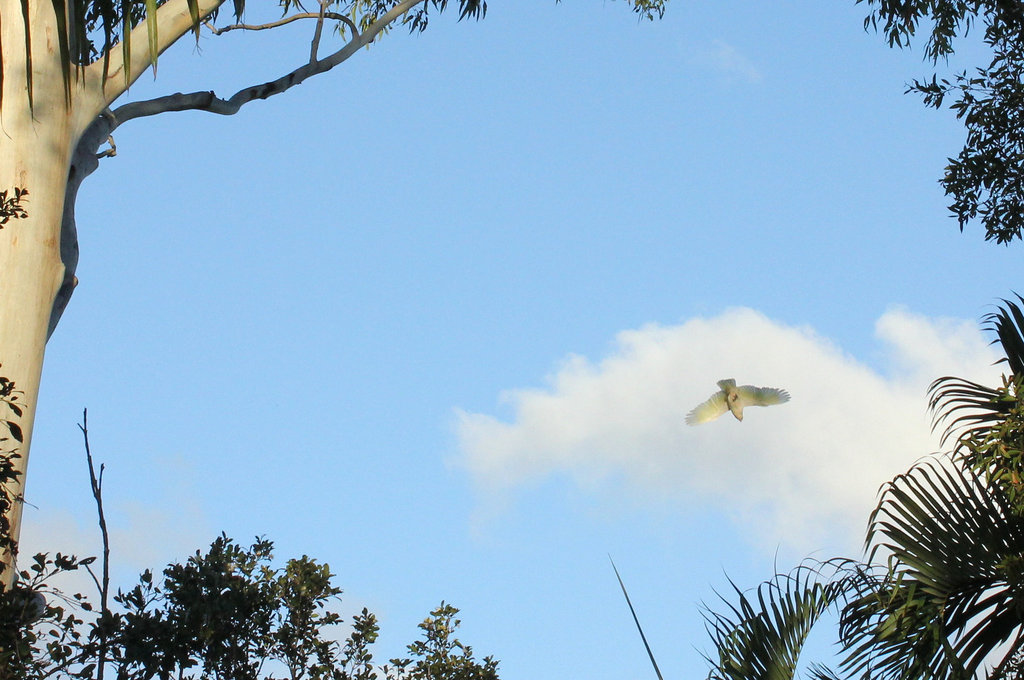 Sulphur Crested