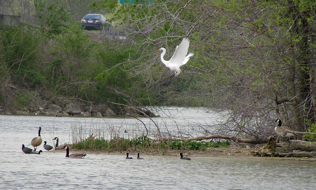 Great Egret at a Rookery