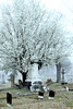 Springtime in the cemetery