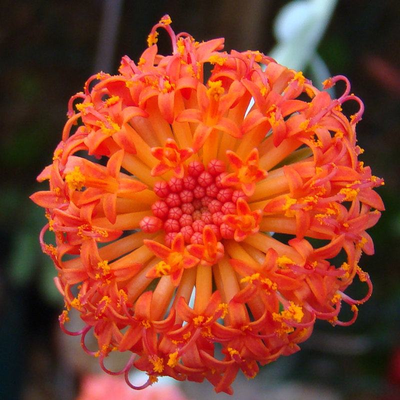 Senecio fulgens flower