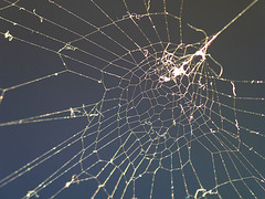 Spider's web