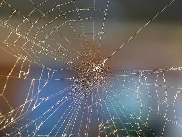 Spider's web