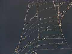 Spider's web