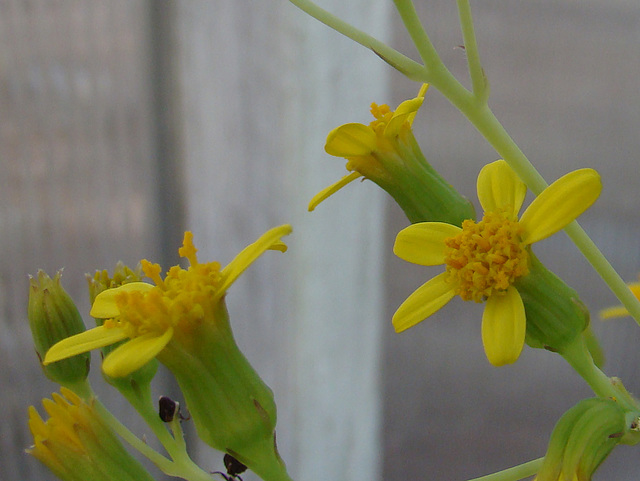 Senecio crassissimus