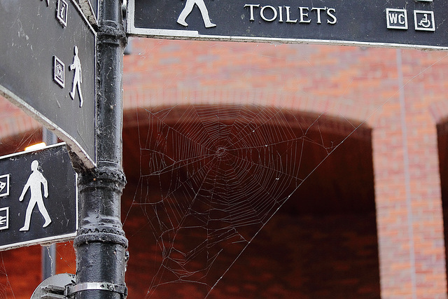 Spider's web on Salisbury signpost