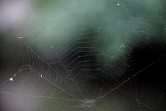 Spider's web